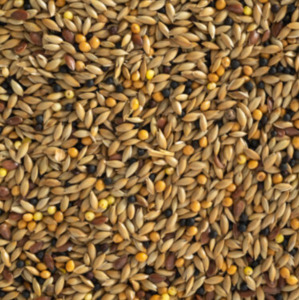 Bird Seed: Canary Mix