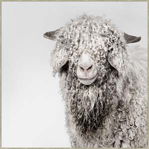 Wall Decor: Shaggy Sheep Wall Art Prints