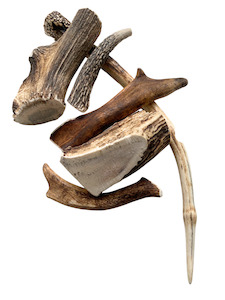Deer Antlers