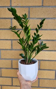 Products: Zamiocula plant in ceramic pot - Cherrywood Florist Tauranga