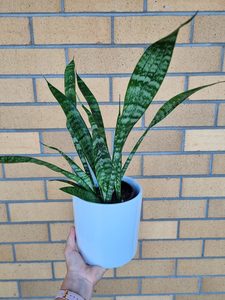 Products: Sansevieria Pot Plant - Cherrywood Florist Tauranga