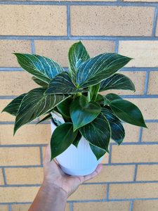 Products: Philodendron Birkin - Cherrywood Florist Tauranga