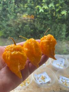 Seeds: Seeds - Yellow Fever
