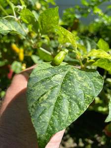 Seeds: Seeds - TMLH x Ninfadora Mustard (variegated)