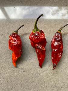 Seeds: Seeds - Pimenta Leopard