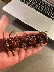 Seeds: Seeds - 7 Pot Primo Chocolate