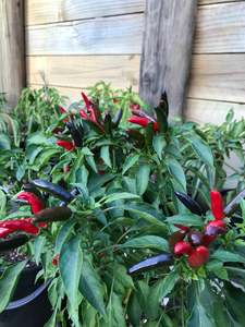 Seeds: Seeds - Piri Piri (Peri Peri) African Birdseye