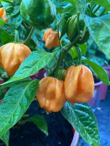 Seeds: Seeds - Peach Moruga Scorpion