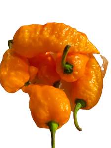 Seeds: Seeds - Naga Viper Orange