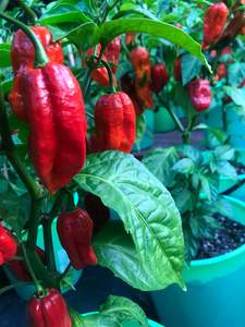 Seeds: Seeds - Naga Viper