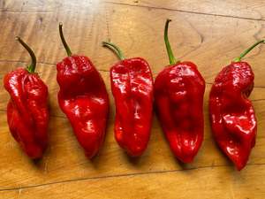 Seeds: Seeds - Jays Red Scorpion x Ghost