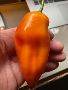 Seeds: Seeds - Aji Amarillo