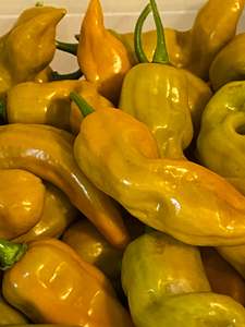 Seeds: Seeds - Devils Claw Mustard
