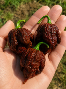 Seeds: Seeds - CP115 Butch T x 7 Pot Douglah