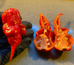 Seeds: Seeds - Carolina Reaper Purple