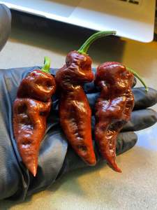 Seeds: Seeds - Bhut Jolokia Chocolate (Chocolate Ghost)