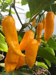 Seeds: Seeds - Bhut Jolokia Yellow