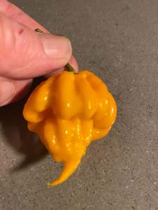 Seeds: Seeds - 7 Pot Primo Yellow