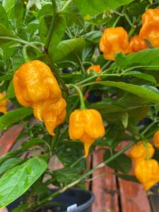 Seeds: Seeds - Carolina Reaper Golden