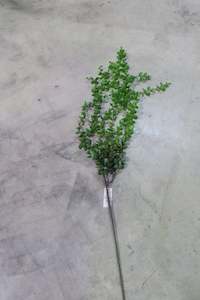 Decor: 112CM Green Eucalyptus Vine