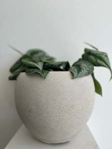 Everything: Epipermnum Pictus Trebie