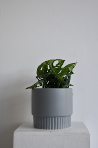 Everything: Monstera Monkey Mask