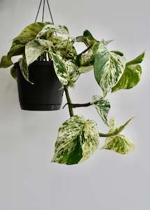 Epipremnum Aureum "Marble Queen"