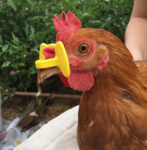 Accessories: Anti Pecking Glasses Small Yellow