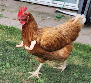 Chicken Arms Funny Fingers