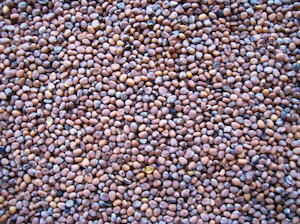 Poultry Treats: Radish seed 1kg (Pick 'N' mix Treat)