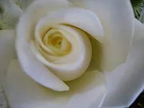 Single White Rose