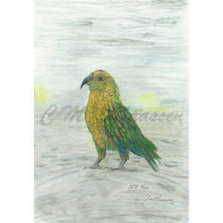 Prints: Kea Print A4 / A3
