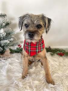 Christmas Pjs: Luxe Bamboo Red Tartan Dog Bandana