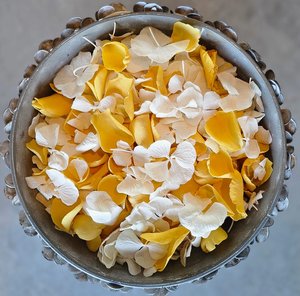 Rose Petals: Daisy Chain - Yellow and White Rose & Hydrangea Petal Blend