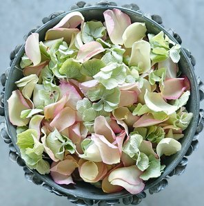 Rose Petals: Pastel Rose & Hydrangea Blend Petals