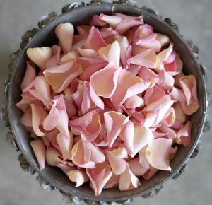 Porcelain Pink Rose Petals