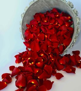 Red Rose Petals