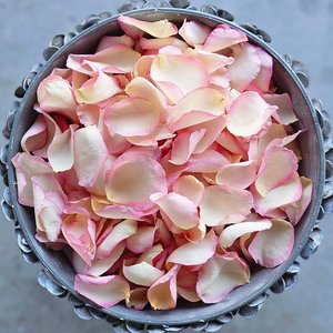 Rose Petals: Blush Pink Rose Petals