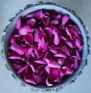 Rose Petals: Wild Violet Rose Petals