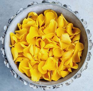 Yellow Rose Petals