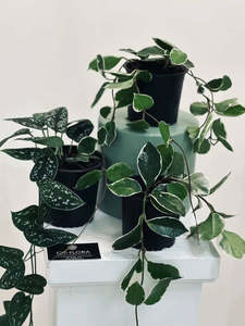 Florist Choice Corporate Bouquets: Citi Flora Florist Choice Plant Combination Box