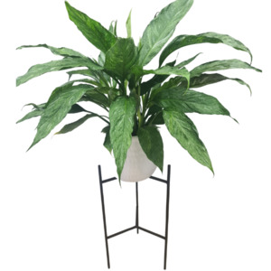 Plants Christchurch: Variegated Peace Lily Plant on Stand