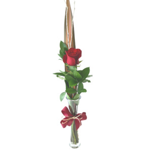 Valentines Day Christchurch: Single Red Rose in a Vase