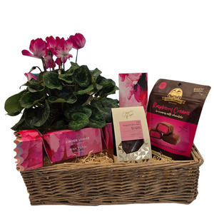Mothers Day Flowers Giftbaskets Christchurch: Mother's Day Cyclamen Gift Box