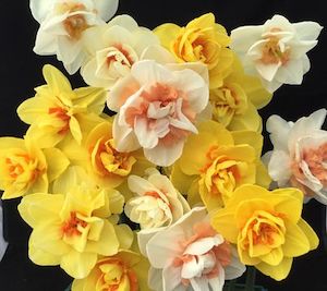 Products: Double Collection