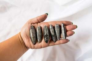 Root Chakra: Orthoceras Fossils (small)