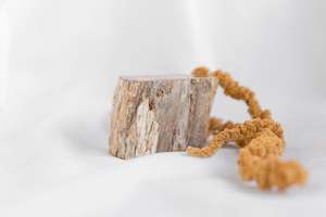 Whats New: Petrified Wood #6