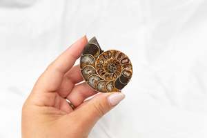 Whats New: Polished Ammonite Fossil