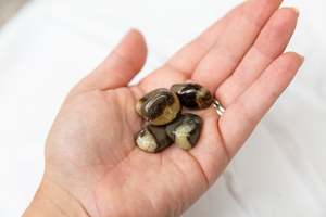 Whats New: Septarian Tumblestones
