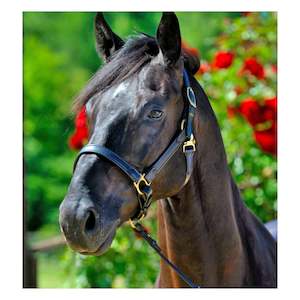 Halters And Lead Ropes: Stubben NT Padded Halter